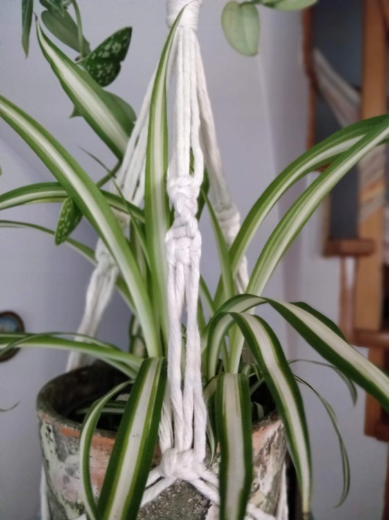 Kwietnik podwójny, rękodzieło, zbliżenie węzeł