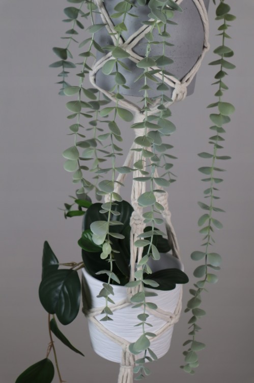 Kwietnik podwójny, zbliżenie